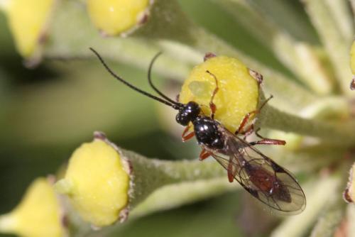Réf. 295 210 : Mesoleptus sp.